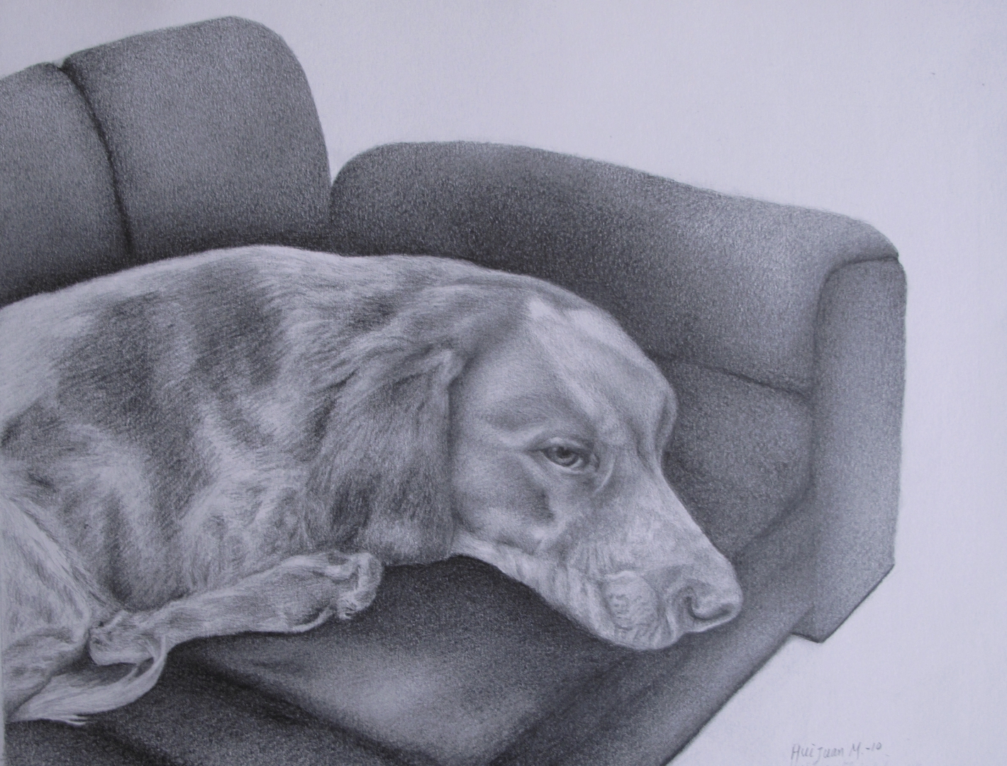 13,困倦的狗 32x42 铅笔素描 2010