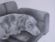 13,Couch Potato.困倦的狗 32x42. 2010, Pencil Drawing